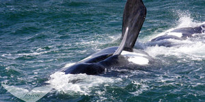 Southern Right Whale Penis